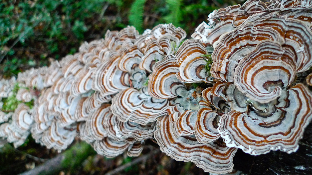 معرفی و راهنمای پرورش قارچ ها - قارچ دُم بوقلمون